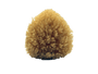 All-Natural Dead Sea Sponge - TOA Waters