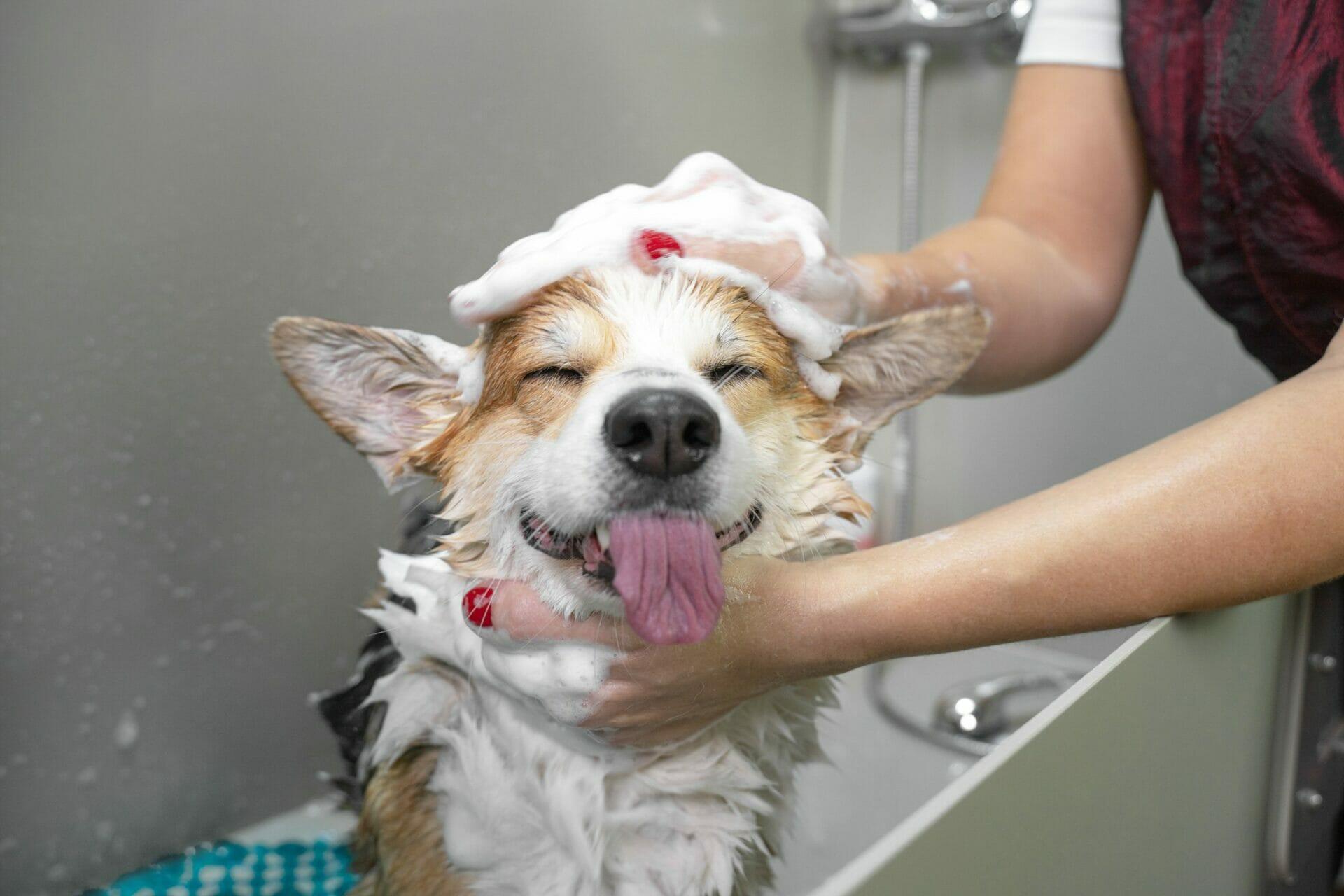 10 Most Adorable Pups Lathered in Some Sensational Suds - TOA Waters