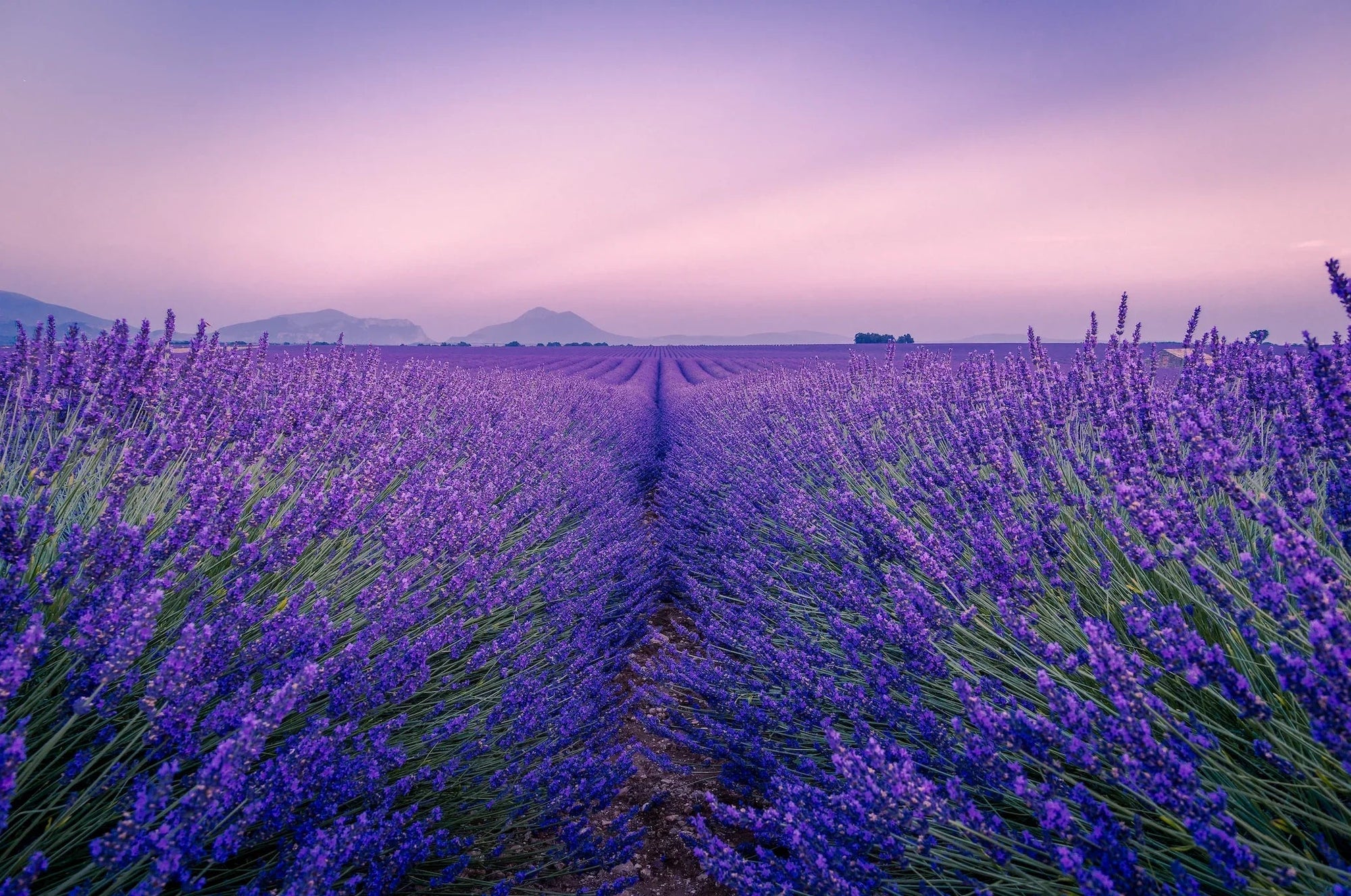 Rows of blooming lavender fields stretching toward distant mountains under a soft pink sky