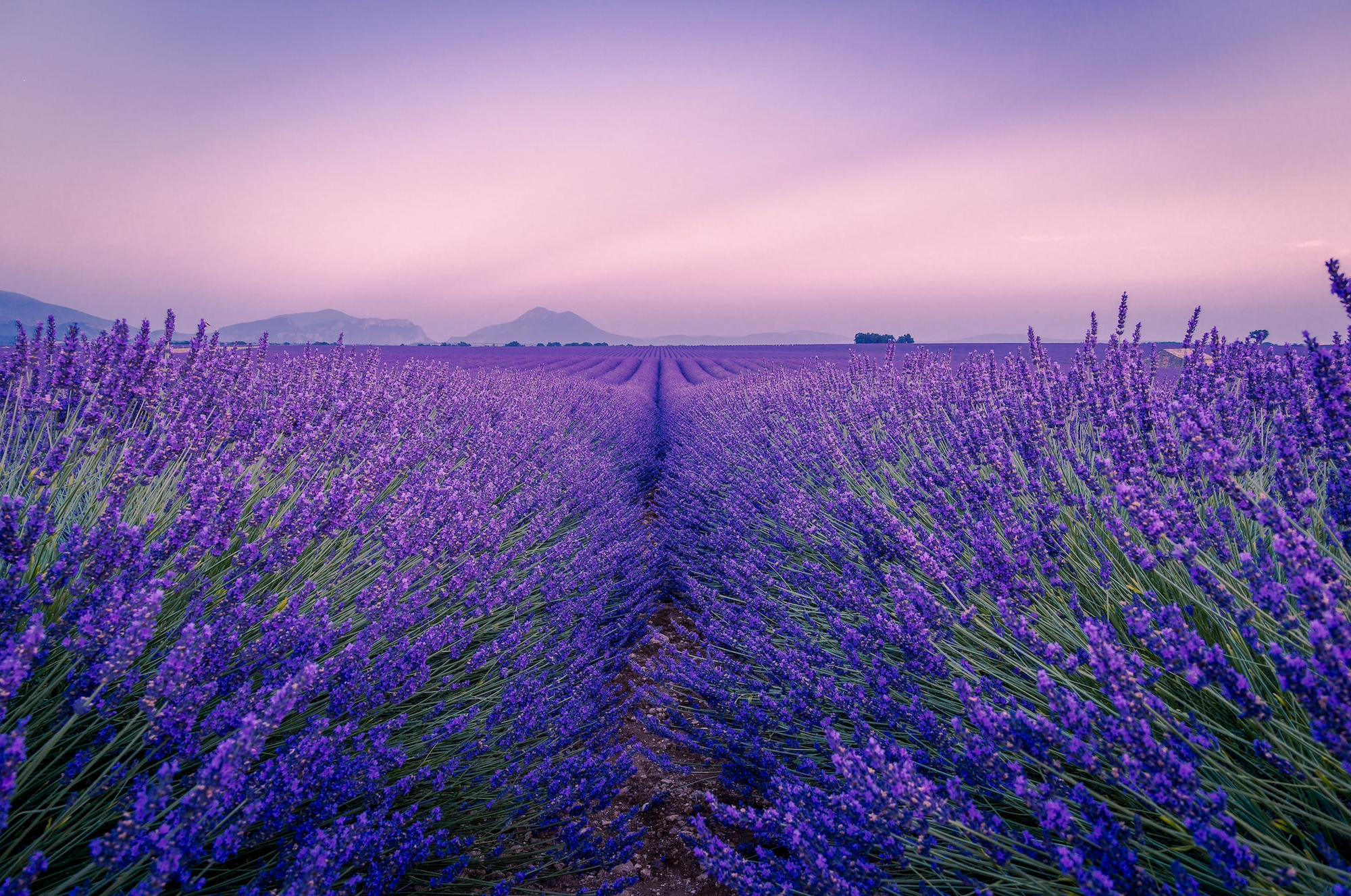 DIY Lavender Bubble Bath Recipes for the Ultimate Relaxation