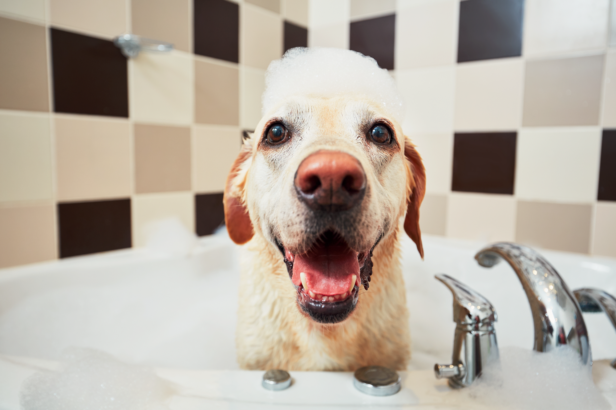 A dog taking a bath