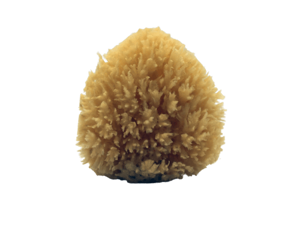 Natural dead sea sponge