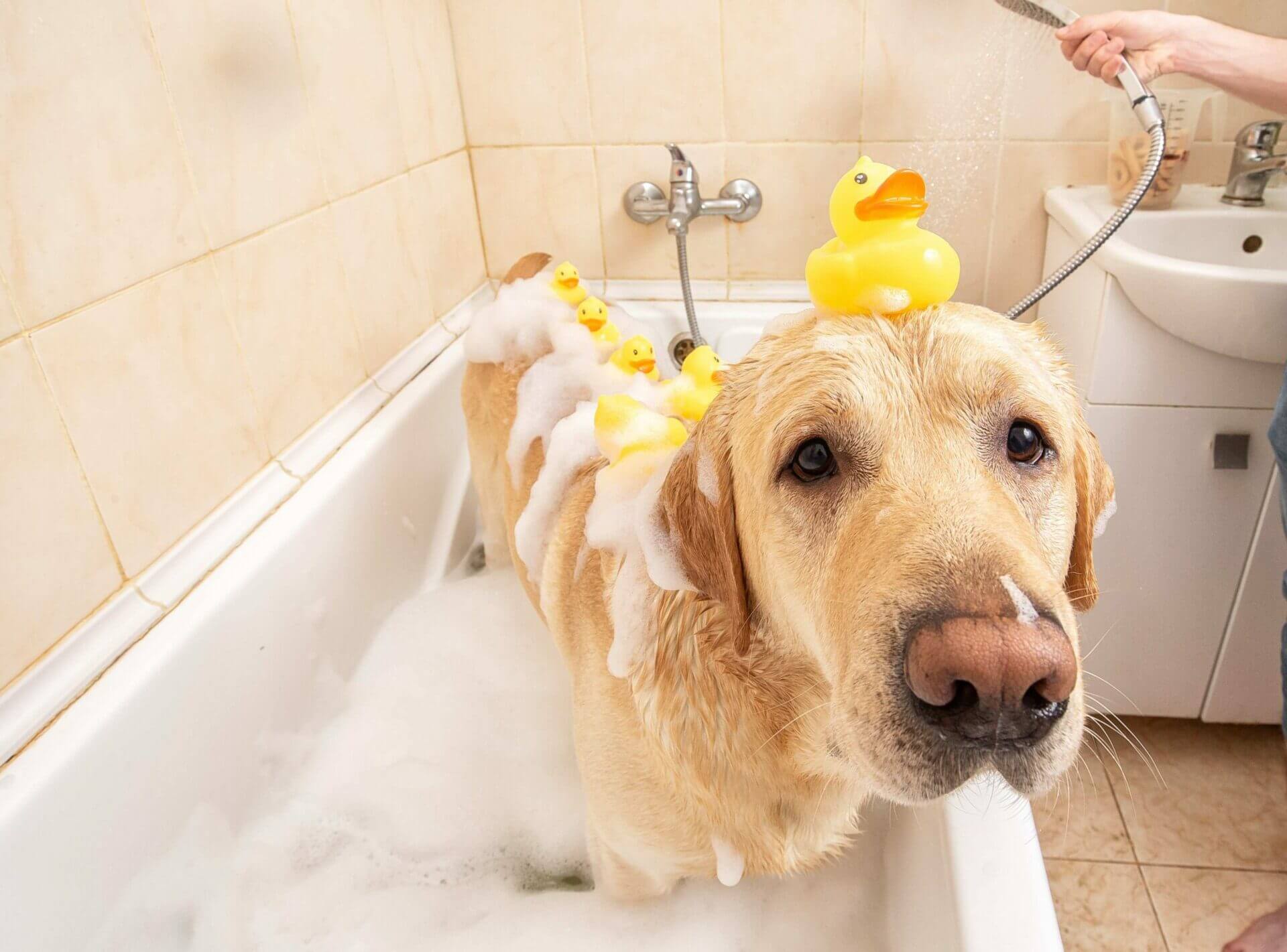 Top 7 Cutest Animals Taking a Bubble Bath