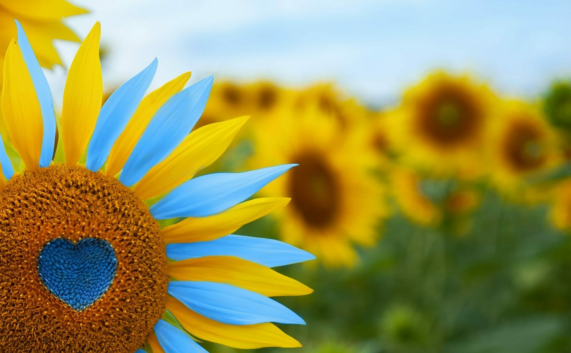 Ukraine Sunflower scaled